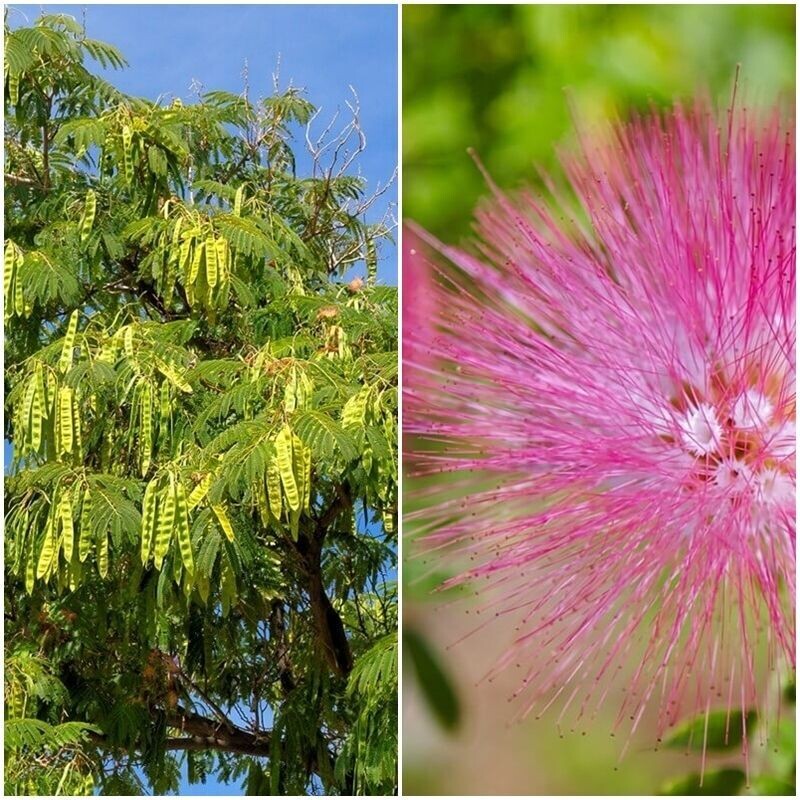 Semillas de Acacia Constantinopla. Albizia Julubrissin. 10 gr / 200 semillas.