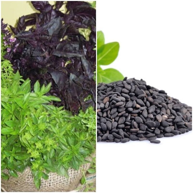 Semillas de Albahaca. Mezcla de Albahacas. 10 gr / 10.000 semillas