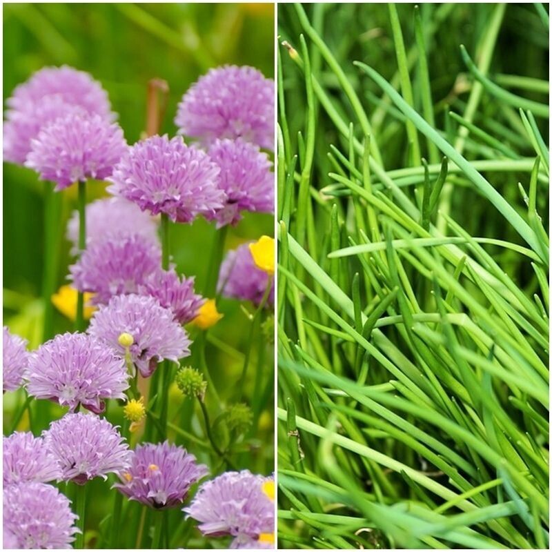 Semillas de Cebollin. Allium Schoenoprasum. 10gr / 6000 semillas