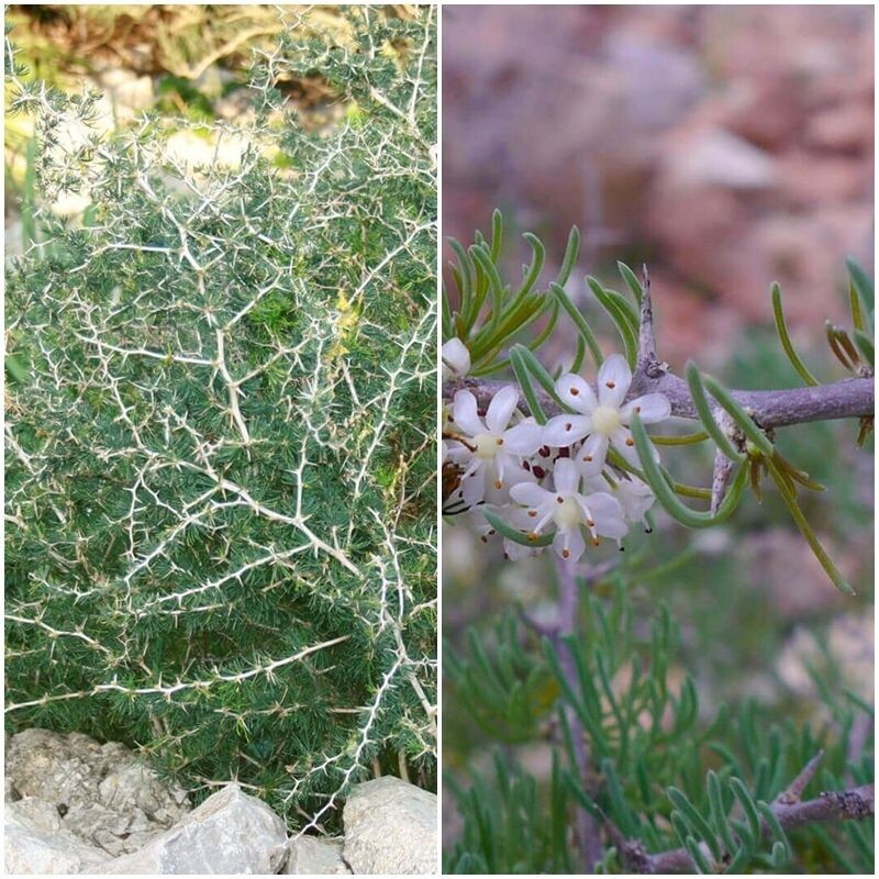 Semillas de Esparraguera Blanca. Asparagus Albus. 10 gr / 250 semillas