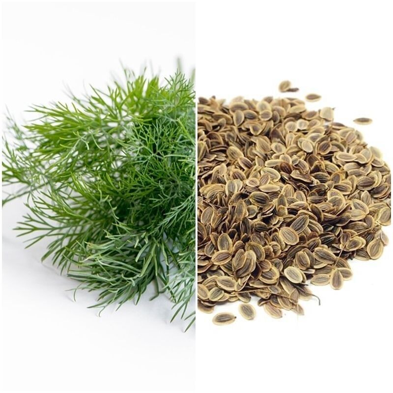 Semillas de Eneldo. Anethum Graveonlens. 50 gr / 50.000 semillas