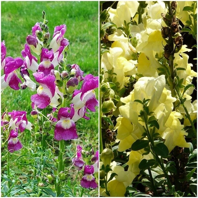 Semillas de Boca de Dragon. Antirrhinum Majus Pumilum. 1 gr / 7500 semillas