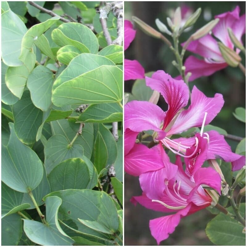 Semillas de Arbol de las Orquideas. Bauhinia Variegata. 50 gr / 200 semillas