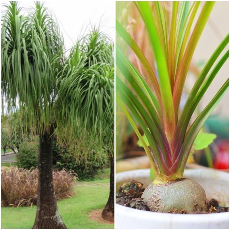 Pata de Elefante. Beaucarnea Recurvata. 10 Gr/20 Semillas