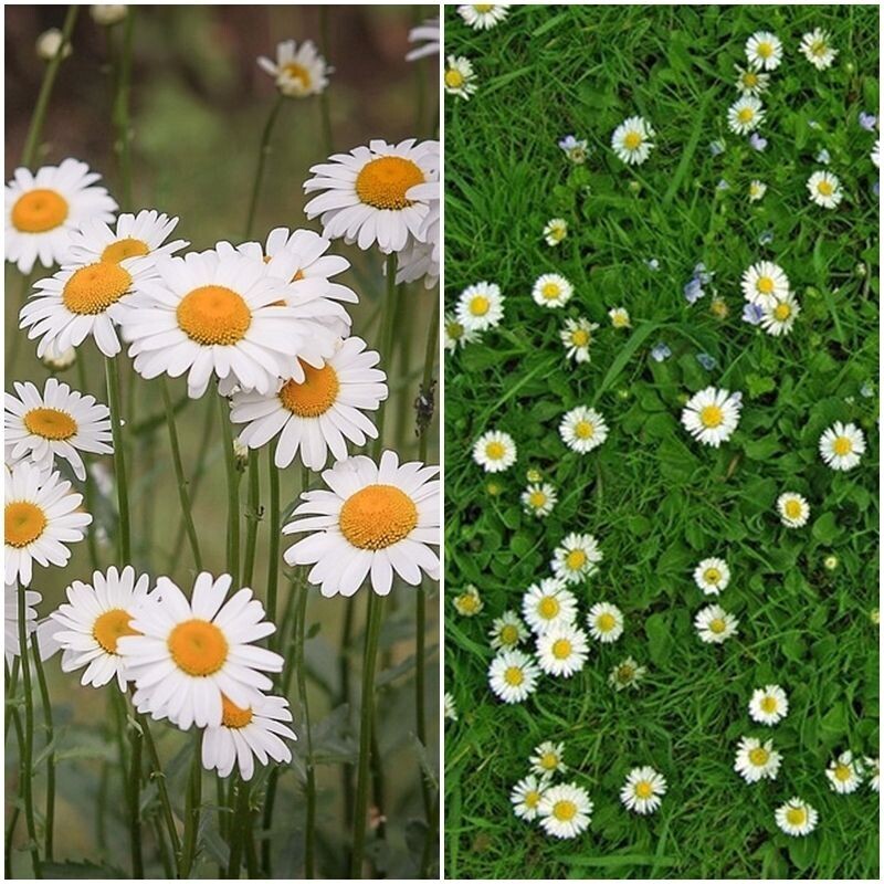 Semillas de Margarita de los Prados. Bellis Perennis. 5 gr / 25.000 Semillas