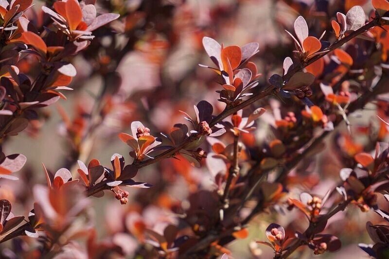 Semillas de Agracejo Japonés Rojo. Berberis thunbergii Atropurpurea. 10 gr / 800 Semillas