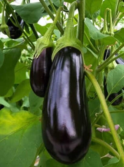Semillas de Berenjena Redonda Negra. Black Beauty. 50 gr / 11.500 Semillas.