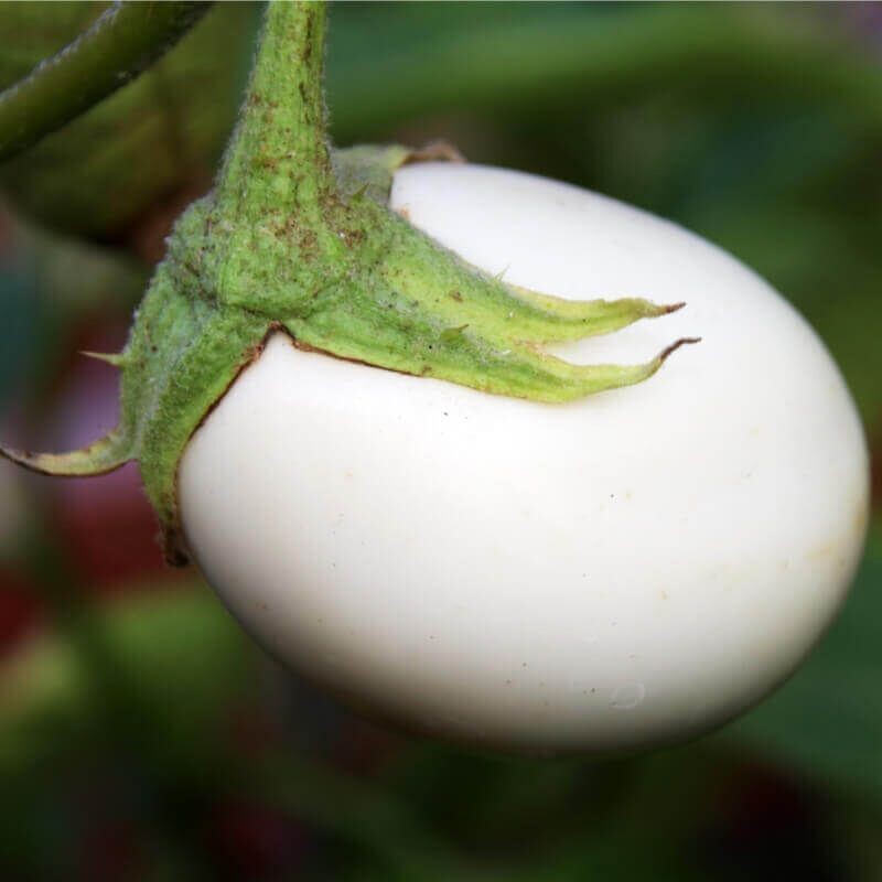 Semillas de Berenjena. Huevos Blancos. 10gr / 1.900 Semillas