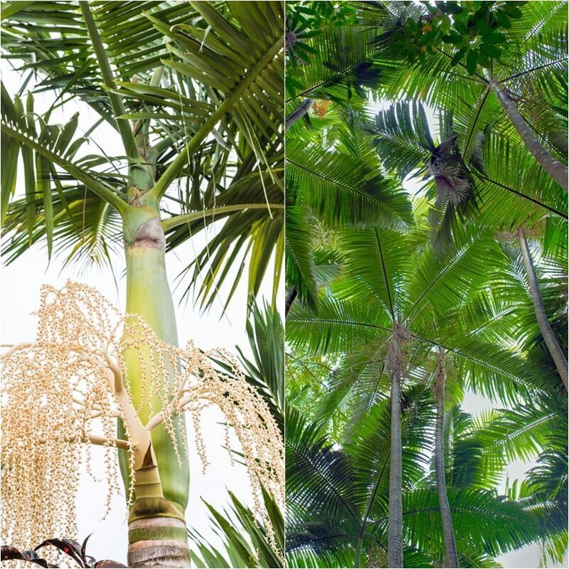 Palmera Alejandra. Archontophoenix Alexandrae. 10 Gr./20 Semillas