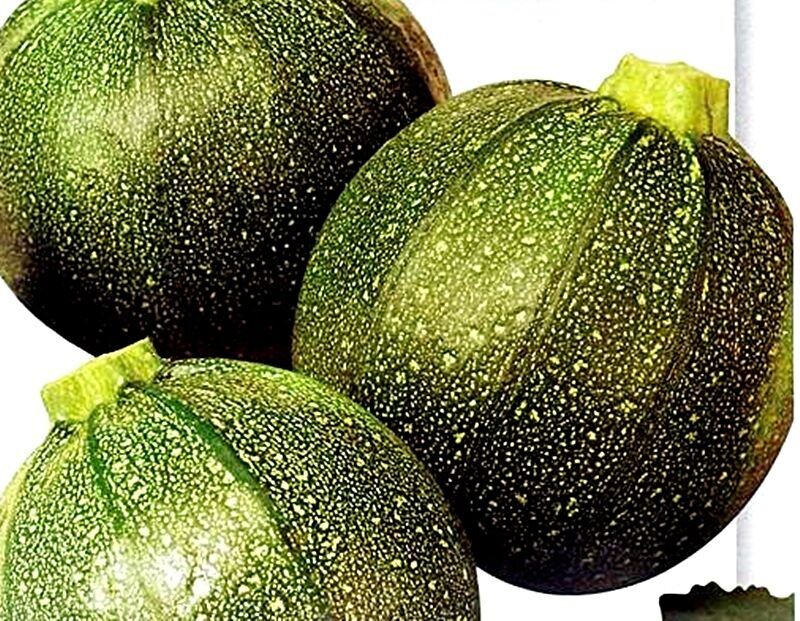 Semillas de Calabacín Redondo. Piacenza. 10 gr / 100 Semillas