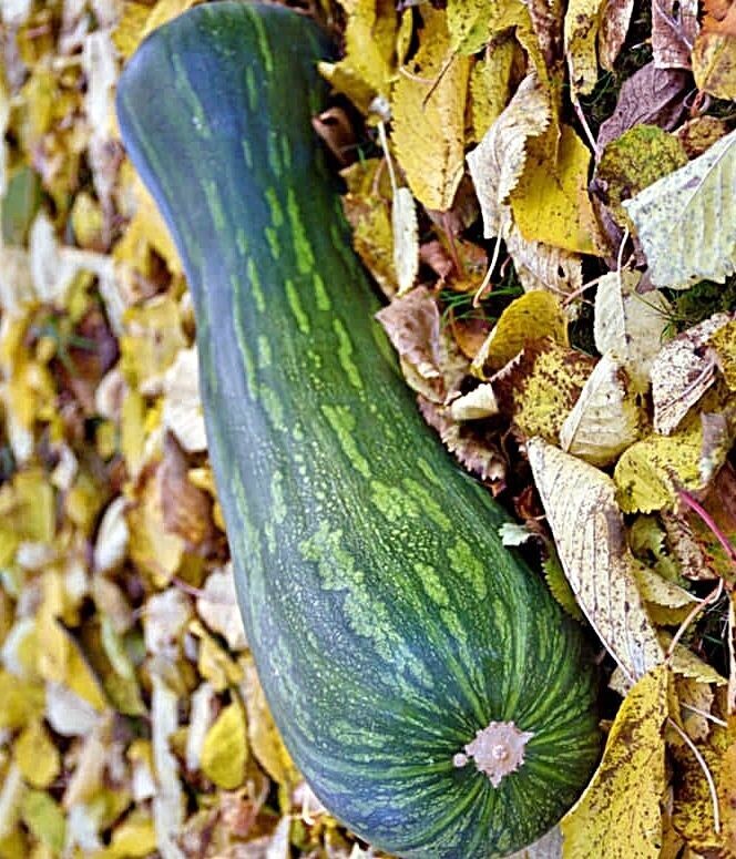 Semillas de Calabaza Larga de Napoles. 10 gr / 80 Semillas