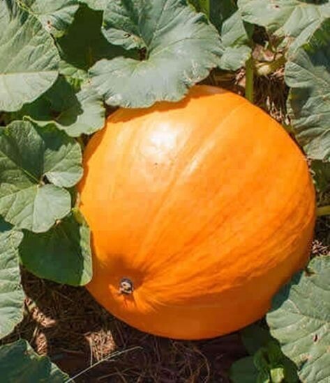 Semillas de Calabaza Bambino. 50 gr / 200 Semillas. Muy productiva