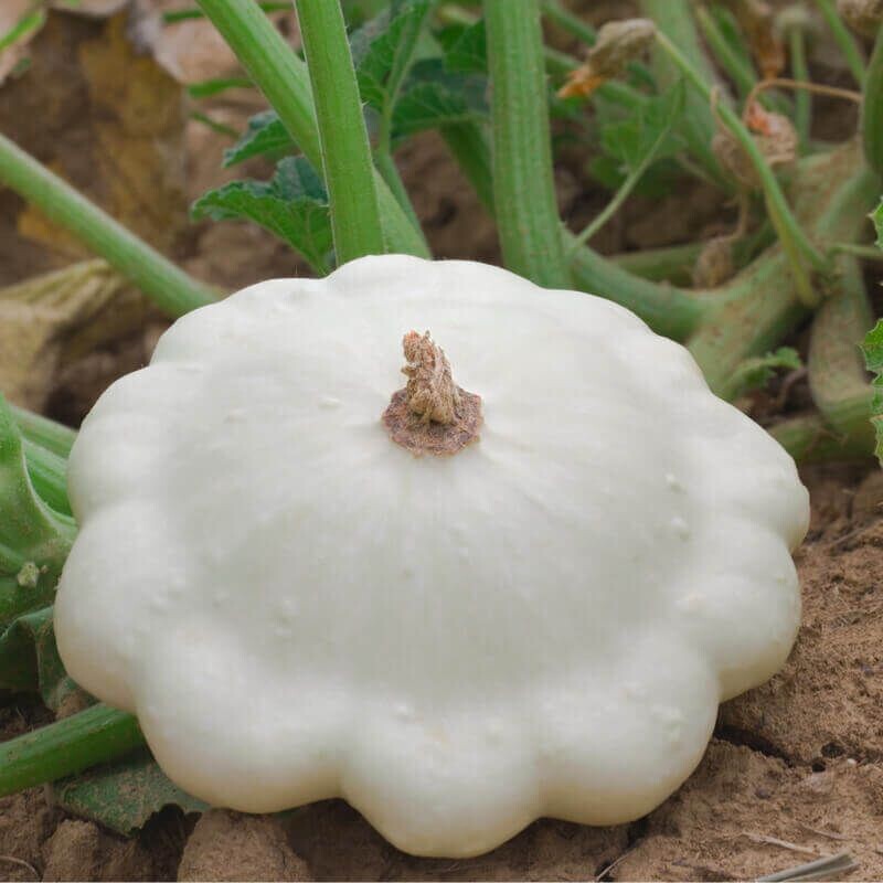 Semillas de Calabaza Patisson Custard White. 50 gr / 600 Semillas