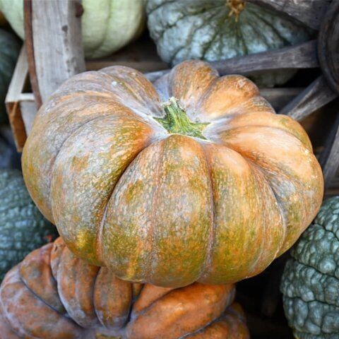 Semillas de Calabaza. Muscade de Provence. 10 gr / 50 Semillas