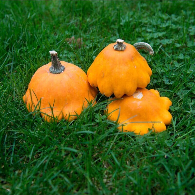 Semillas de Calabaza Patisson Orange. 10 gr / 140 Semillas