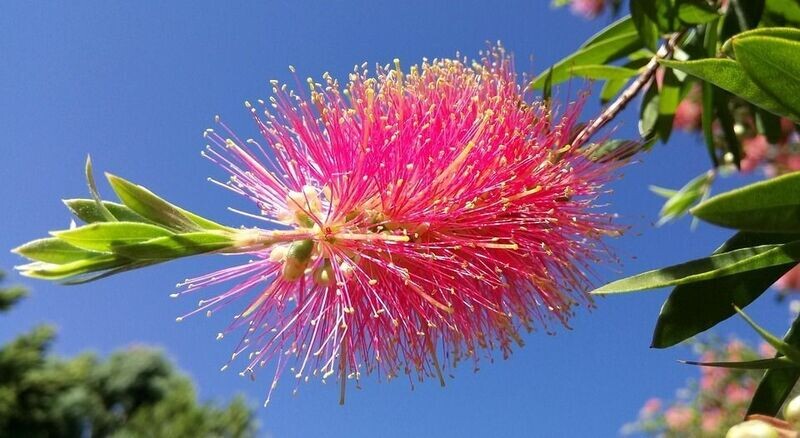 Semillas de Limpiatubos Lloron. Callistemon Viminalis. 10  gr / 125.000 Semillas