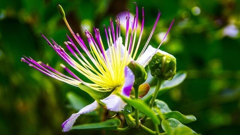 Semillas de Alcaparro. Capparis Spinosa. 10 gr / 1.400 Semillas