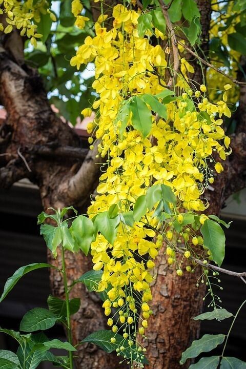 Semillas de Lluvia de Oro. Cassia Fistula. 10 gr / 60 Semillas