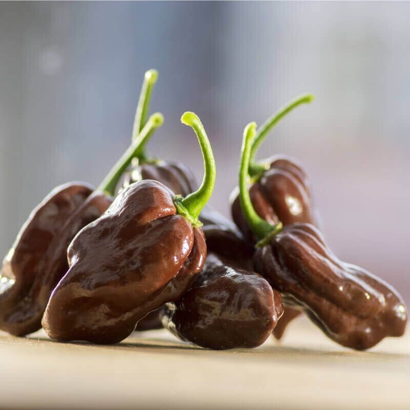Semillas de Chile Habanero Chocolate. De los mas picantes. 1 gr / 170 Semillas