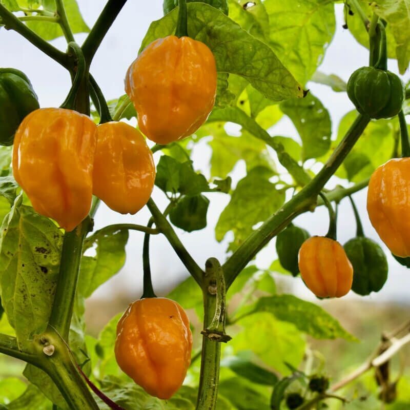 Semillas de Chile Habanero Limón. Sabor Albaricoque. 5gr / 1.250 Semillas
