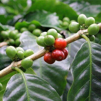 Semillas de Cafeto Arábigo Enano. Coffea Arabica Nana. 10 gr / 50 Semillas
