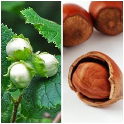 Semillas de Avellano. Corylus Avellana. 250 gr / 80 Semillas