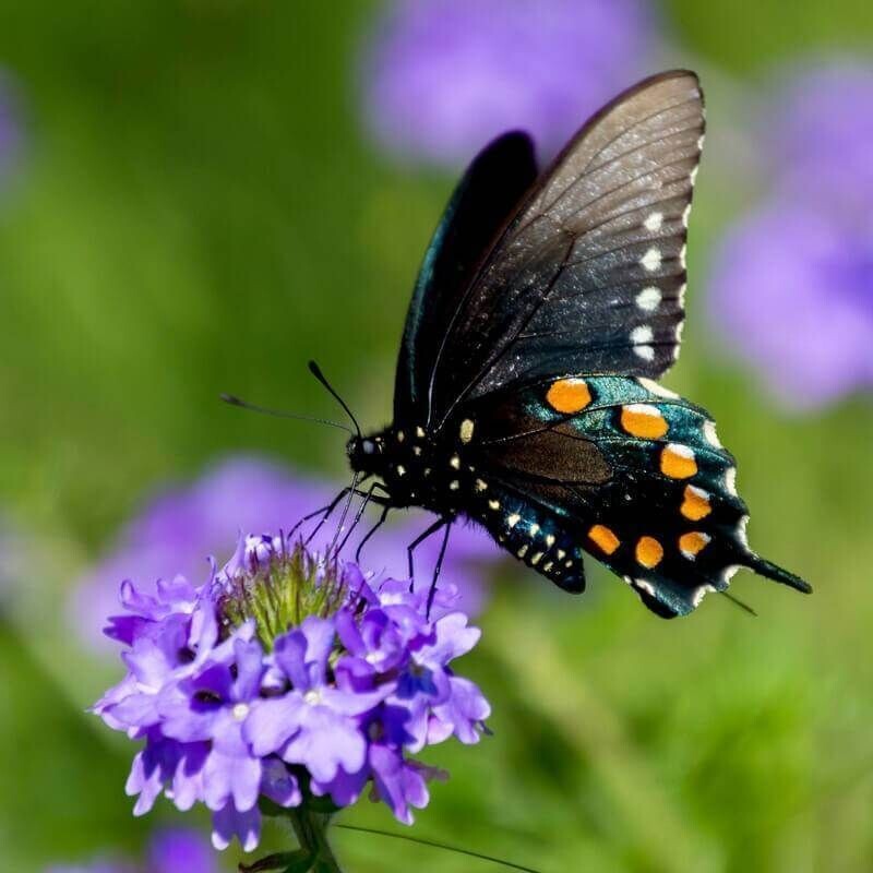 Semillas Mezcla de Flores. Especiales para atraer Mariposas. 50gr / 8.000 Semillas