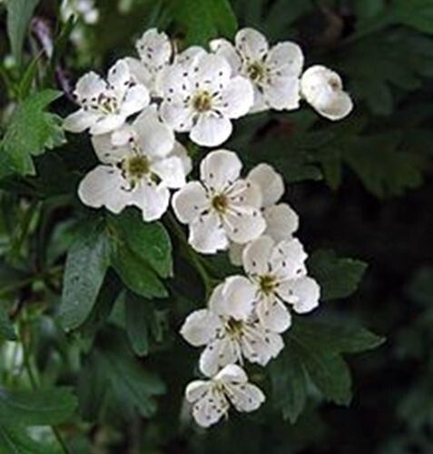 Semillas de Majuelo. Crataegus Monogyna. 50 gr / 600 Semillas