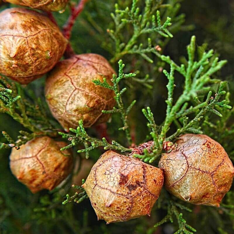 Semillas de Ciprés Mediterráneo. Cupressus Sempervirens. 10 gr / 1200 Semillas