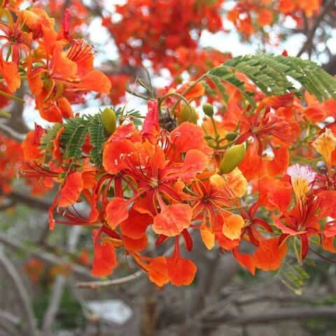 Semillas de Flamboyant. Delonix Regia. 50 gr / 100 Semillas