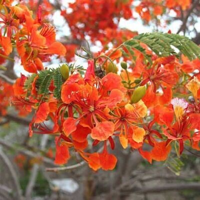 Semillas de Flamboyant. Delonix Regia. 50 gr / 100 Semillas
