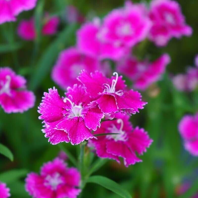 Semillas de Dianthus Chinensis. Clavel de China. 50 gr / 50.000 Semillas