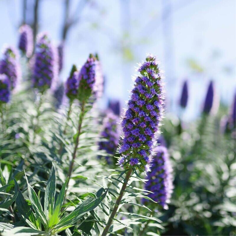 Semillas de Orgullo de Madeira. Echium Candicans. 1 gr / 250 Semillas