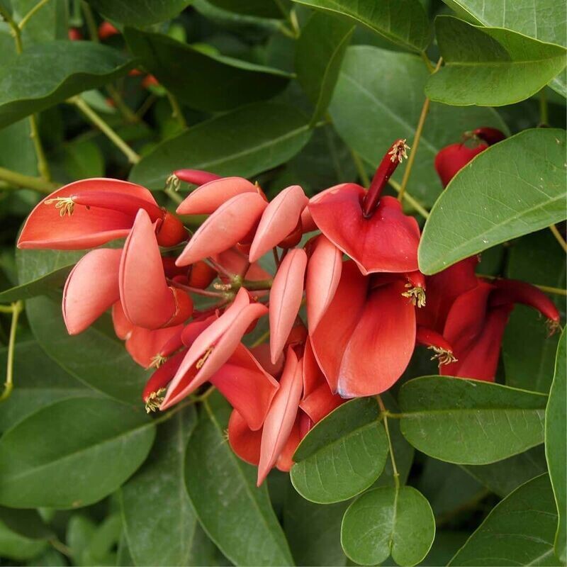 Semillas de Arbol de Chocho. Erythirina Corallodendro. 5 gr / 25 Semillas