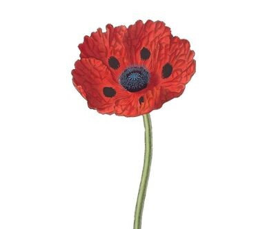 Semillas de Amapola Mariquita. 5 Gr. / 10.000 Semillas