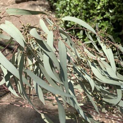 Semillas de Eucalipto Rojo. Eucalyptus Camaldulensis. 10 gr / 83.000 Semillas.