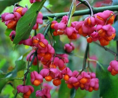 Semillas de Bonetero Euonymus Europaeus. 50 gr / 900 Semillas