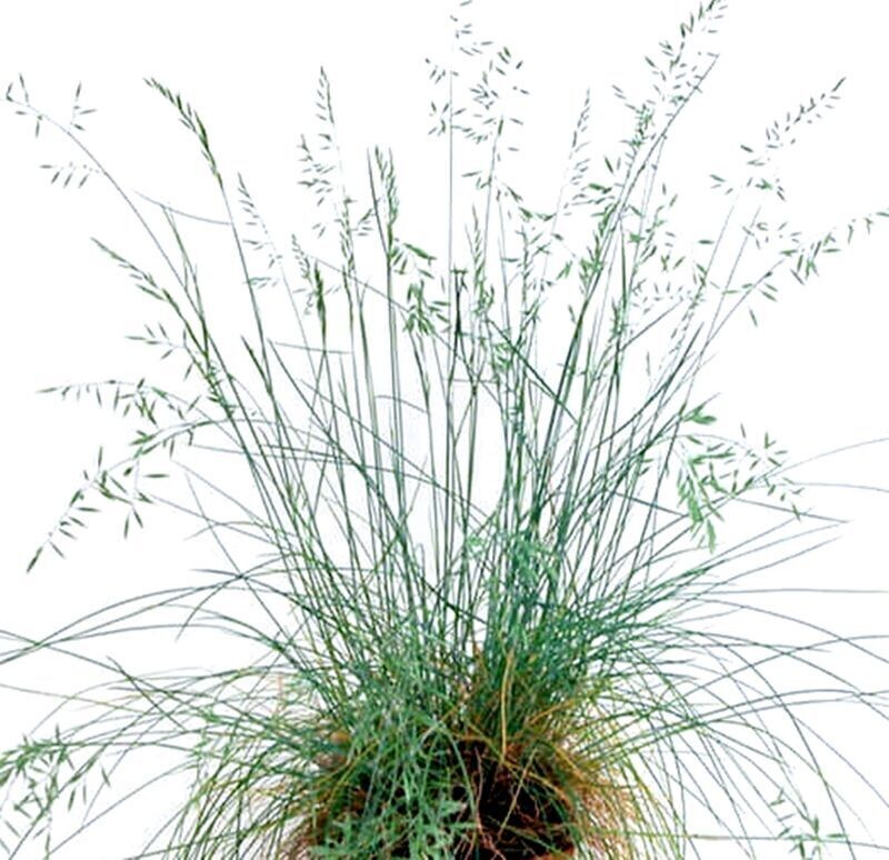 Semillas de Festuca Azul. Festuca Cinerea. 5 gr / 6.200 Semillas