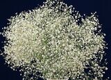 Semillas de Velo de Novia. Gypsophila Paniculata Snowflake.  5 gr / 8000 Semillas