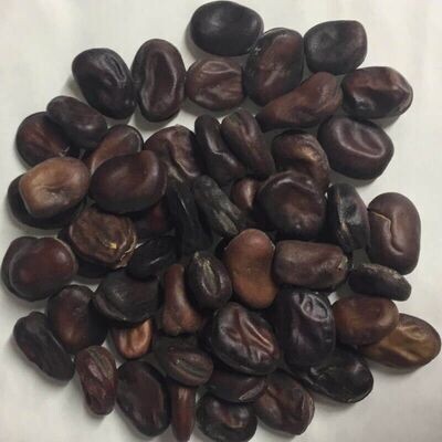 Semillas de Haba grano violeta. Extra precoz. 250 gr / 170 Semillas