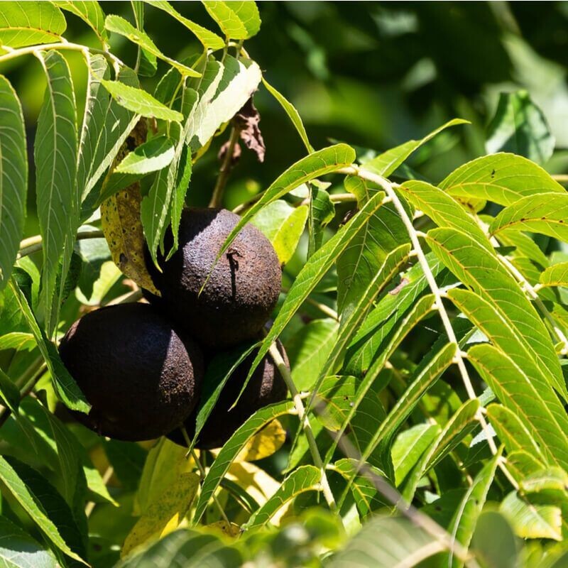 Semillas de Nogal Negro. Juglans Nigra. 250 gr / 17 Semillas