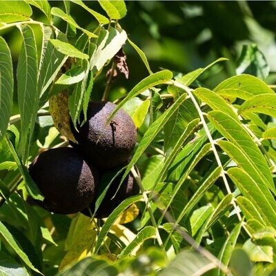Semillas de Nogal Negro. Juglans Nigra. 250 gr / 17 Semillas