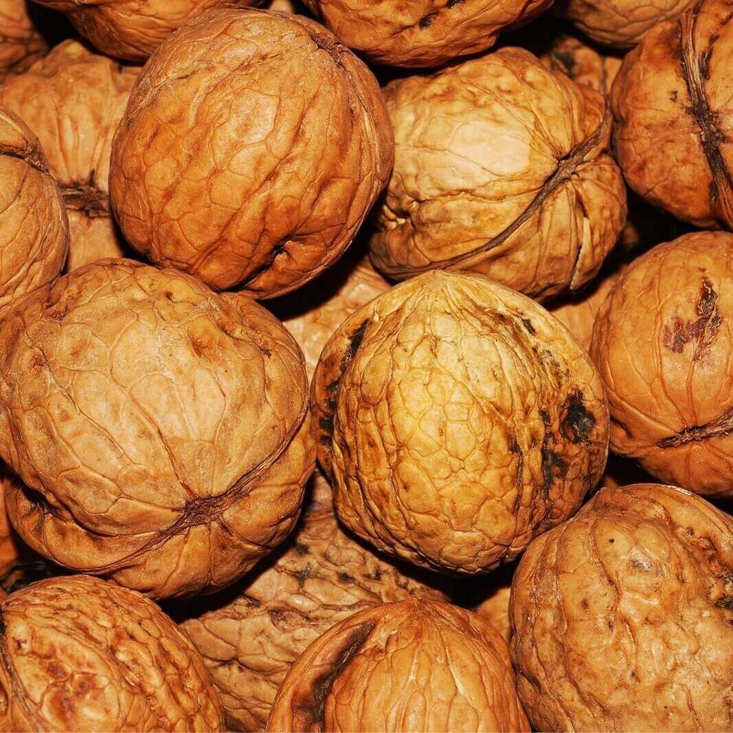 Semillas de Nogal. Juglans Regia. 250 gr / 17 Semillas