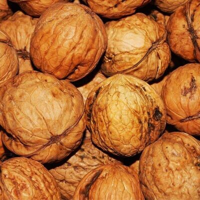 Semillas de Nogal. Juglans Regia. 250 gr / 17 Semillas