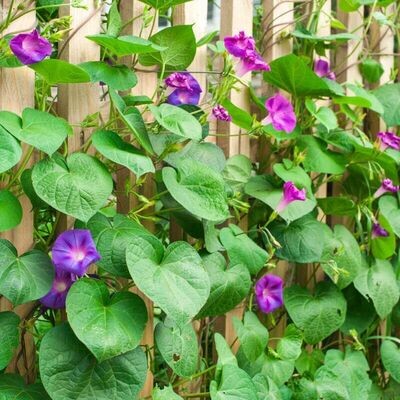 Semillas de Ipomea Purpurea. Campanilla Morada. 50 gr / 2500 Semillas