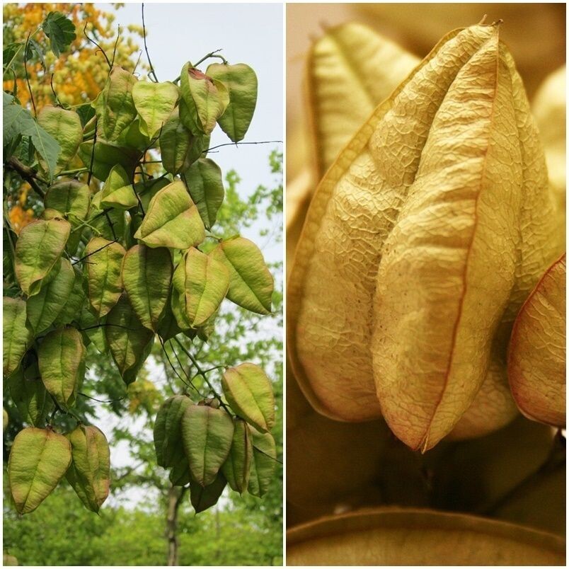 Semillas de Árbol de los Faroles. Koelreuteria Paniculata. 50 gr / 400 Semillas