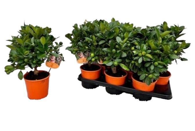 Citrofortunella enano. Planta de exterior. Naranja enana