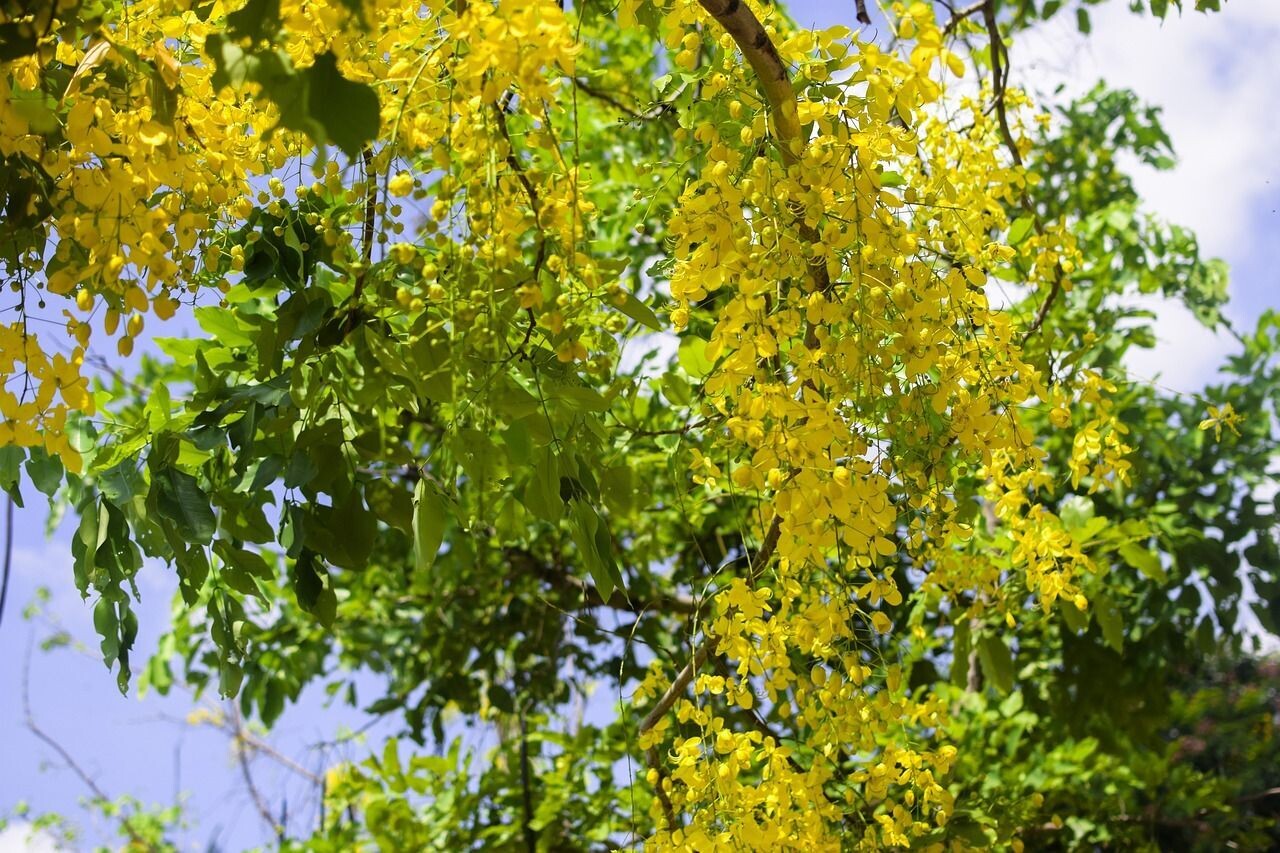 Semillas de Lluvia de Oro. Cassia Fistula. 10 gr / 400 Semillas.