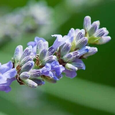 Semillas de Lavanda Vera. Lavandula Officinalis. 10 gr / 10.000 Semillas