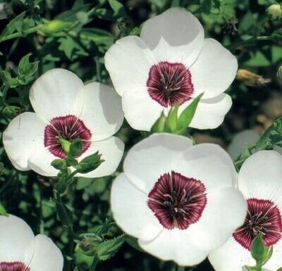 Semillas de Lino. Linum Grandiflorum Bright Eyes. 10gr / 3.000 Semillas